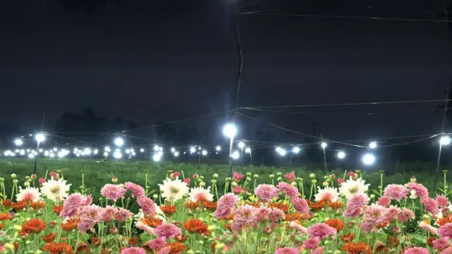 చామంతులు