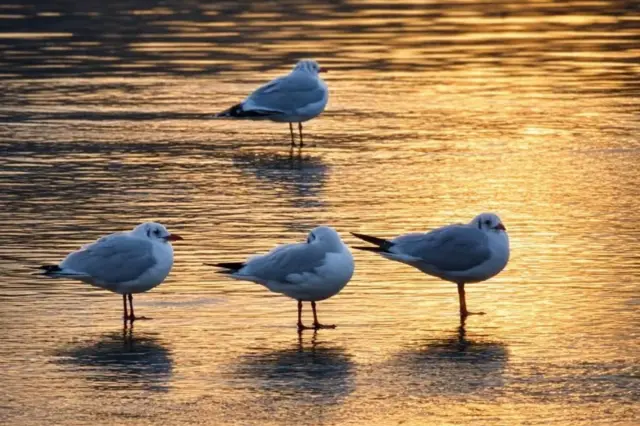 Cuatro gaviotas se encuentran en la orilla poco profunda del lago.