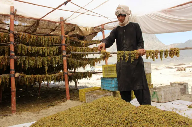 د ملګرو ملتونو د خوړو او کرنې سازمان (FAO) ویلي، چې د نړیوال بانک په مالي ملاتړ په ټول افغانستان کې ۱۶۵ ممیزخونې جوړوي.