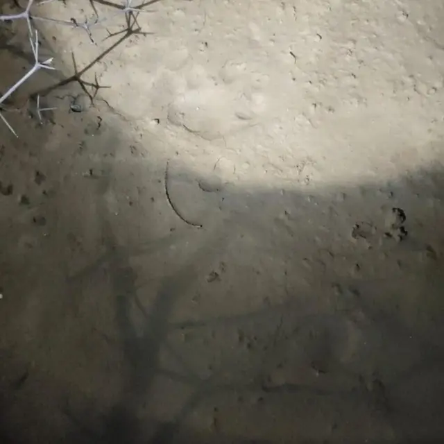 تیندوے کے پاؤں کے نشان