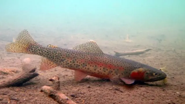 ட்ரௌட் மீன்