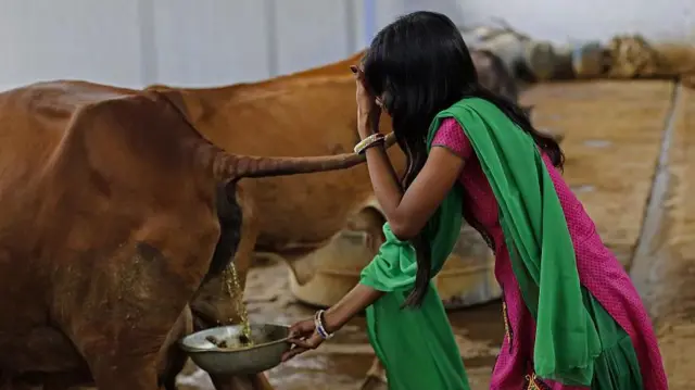 உத்தர பிரேதசத்தில் 'ஒரு லிட்டர் கோமியம் 10 ரூபாய்' - விவசாயிகள் பயனடைவது எப்படி? எதிர்ப்பு ஏன்?