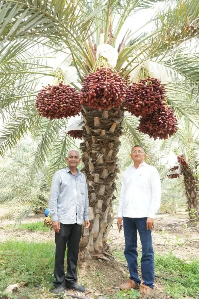 ખજૂરની ખેતી, ગુજરાત, ગુજરાતમાં ખેતી, બીબીસી ગુજરાતી, કચ્છના ખારેક, ખારેકની ખેતી, ભારત, ઇરાક