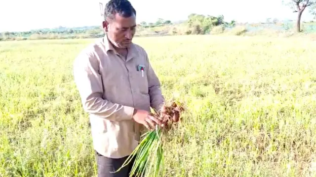 ગરીબોની કસ્તૂરી, ડુંગળી, ગુજરાત, ગુજરાતમાં ખેતી, રાજકોટ, જૂનાગઢ, ડુંગળીના ભાવ