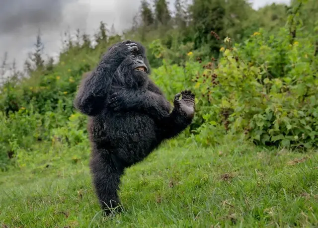 Un jeune gorille mâle fait la démonstration de ses talents d'acrobate dans les montagnes des Virunga au Rwanda