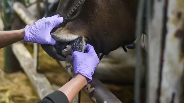 Azərbaycan, maldarlıq, səhiyyə, baytarlıq, sağlamlıq