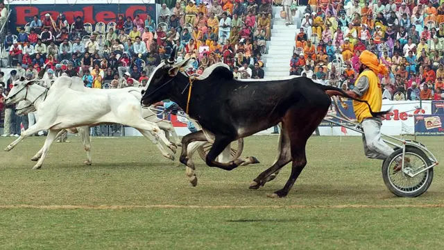 மாட்டு வண்டி பந்தயம்