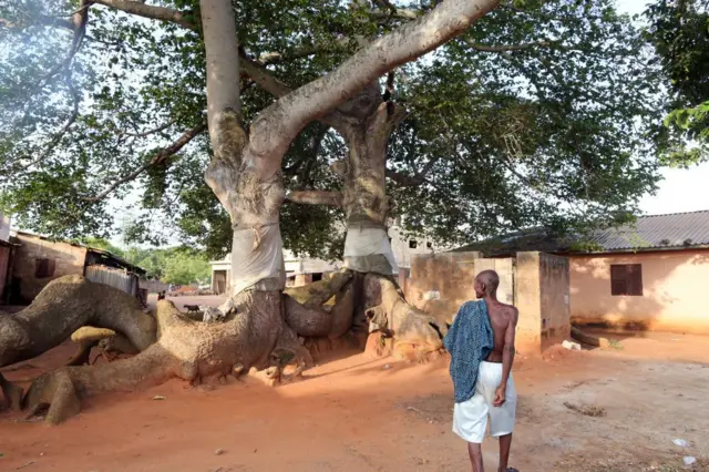 Un arbre géant au milieu du village.