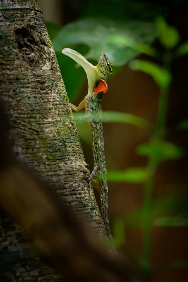 กิ้งก่าบิน