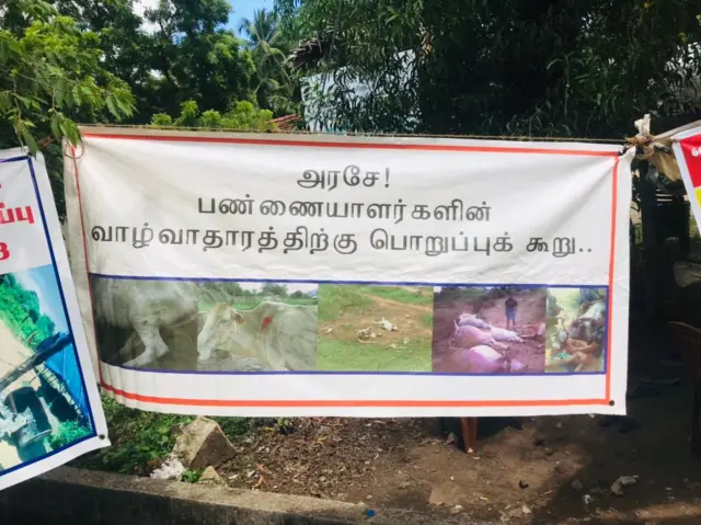 Batticaloa cows issue