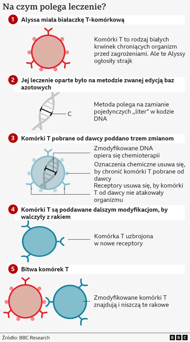 Ilustracja pięcioetapowego procesu leczenia. Na rysunku nr 1 okrągła czerwona komórka, na powierzchni której znajdują się struktury w kształcie litery Y. Reprezentuje ona rakowe komórki T. Na rysunku nr 2 spirala DNA z jedną zidentyfikowaną zasadą azotową (cytozyną, oznaczoną literą C). Na rysunku nr 3 okrągła niebieska komórka zawierająca DNA. Reprezentuje ona edycję komórek T dawcy. Na rysunku nr 4 dalsza modyfikacja komórki T. Na rysunku nr 5 niebieska komórka T atakuje czerwoną, rakową.