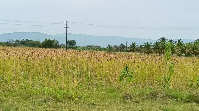 பூனைவால் கோரைப் புல்