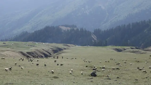 यार्सा टिप्ने पाटन