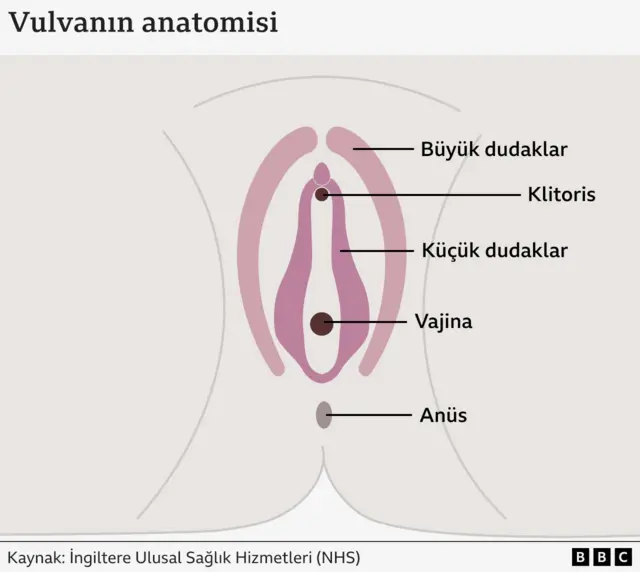 vulva anatomisi