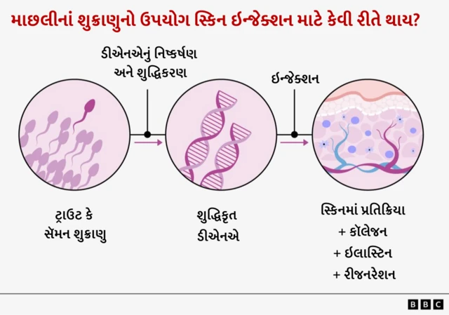 માછલી, વિજ્ઞાન, સ્વાસ્થ્ય, બીબીસી ગુજરાતી ચહેરો સુંદરતાની સારવાર ચહેરાની સારવાર ફેસની સારવાર ઇન્જેક્શન શુક્રાણુ સ્કિન ઇન્જેક્શન