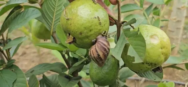 జామకాయలపై నత్తలు