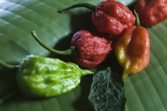 নাগা মরিচ। এর আরেক নাম ভূত জোলাকিয়া