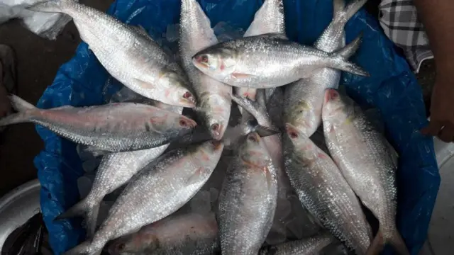 জেলেরা বলছেন, এবছর তেমন ইলিশ পাচ্ছেন না তারা