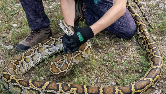 جنوبی فلوریڈا، پائتھن، اژدھے