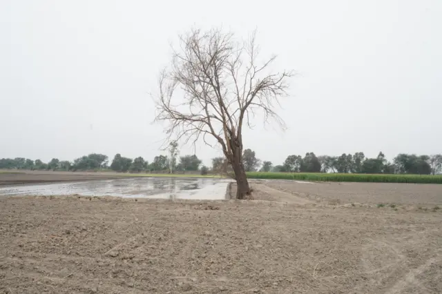 ਤੂਤ ਦਾ ਰੁੱਖ