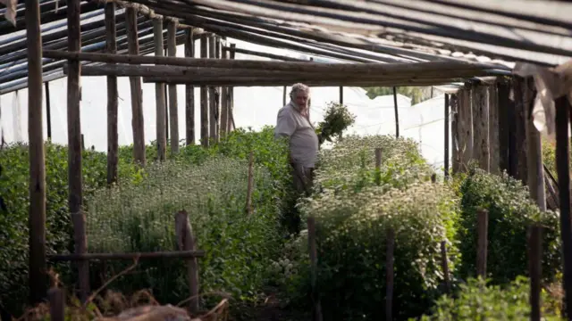 木材と白い網で作られたハウスの中に低木が植えられ、その中に白髪の男性が立っている