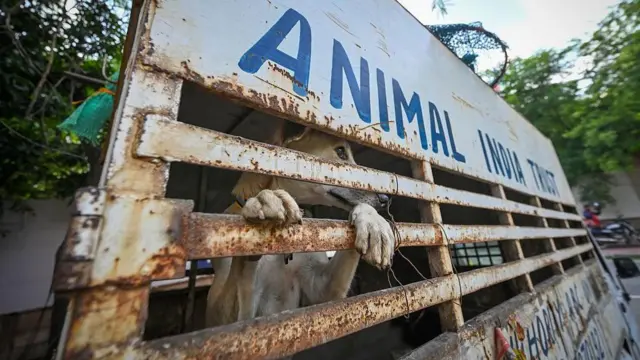 आवारा कुत्तों पर सुप्रीम कोर्ट का आदेश
