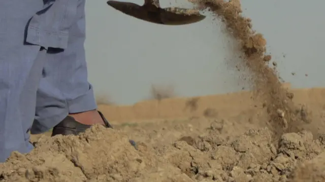 Афғонистонда кўкнори етиштириш тақиқланганидан кейин ўз даласини муқобил экин учун тайёрлаётган фермернинг яқиндан сурати