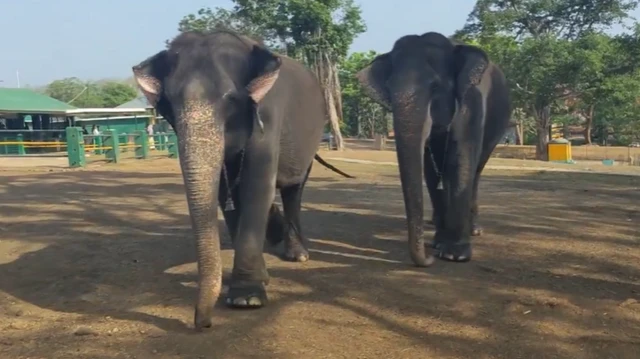பாமா-காமாட்சி யானைகள், முதுமலை, தெப்பக்காடு யானைகள் முகாம், உலக யானைகள் தினம்
