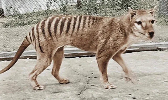 ภาพถ่ายแต่งสีของเสือทัสเมเนียหรือไทลาซีน (Thylacine) สัตว์คล้ายหมาป่าแต่มีกระเป๋าหน้าท้อง