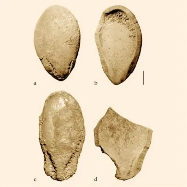 Les graines trouvées en Libye avaient des marques de dents humaines. L'image a été capturée avec une technique appelée microscanning CT, qui permet de numériser des échantillons aussi petits que quelques millimètres. A. Bieniek
