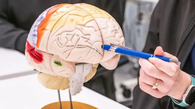 మానవ మెదడు