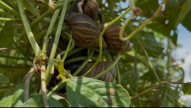 చుక్కుడు చెట్లపై నత్తలు