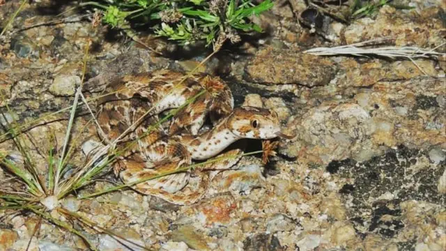 பாம்பு கடித்துவிட்டால் உடனடியாக என்ன செய்ய வேண்டும்? என்ன செய்யக்கூடாது?