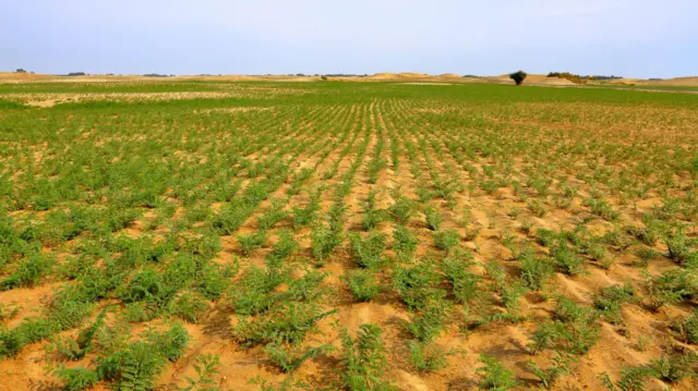 ਛੋਲਿਆਂ ਦੀ ਖੇਤੀ