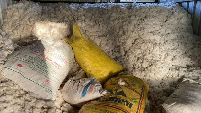 भाववाढीच्या आशेनं अनेक शेतकऱ्यांनी घरात कापूस साठवून ठेवला आहे.