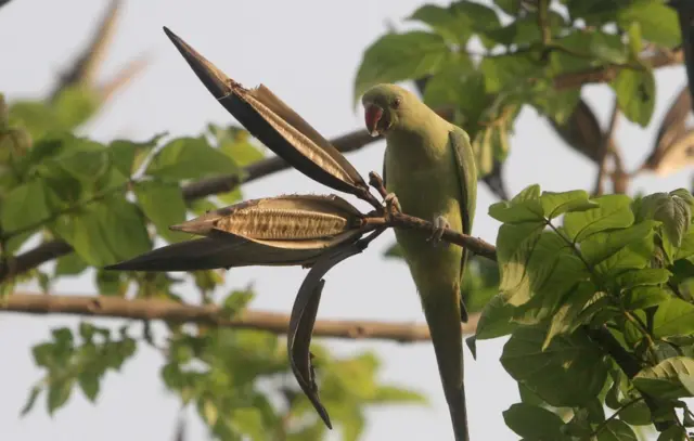 બીબીસી ગુજરાતી