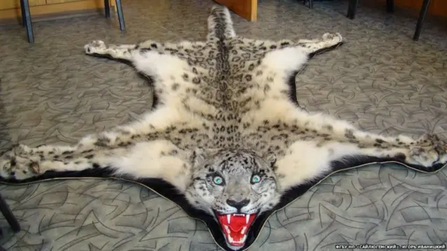 Ак илбирсти баалуу терсиси үчүн атышат