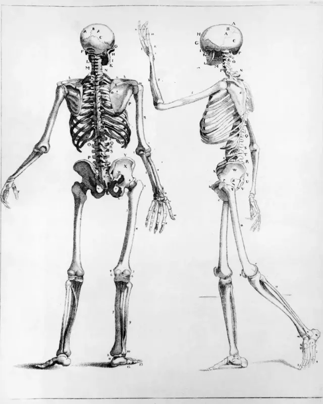 The spine evolved from a non-upright position, which has caused problems for us bipeds 