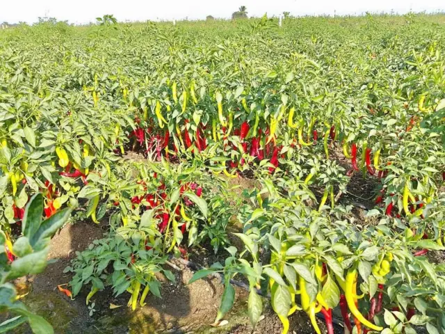  రైతులు, గిట్టుబాటు ధర, ఆత్మహత్యలు, పత్తి, మిర్చి, పొగాకు