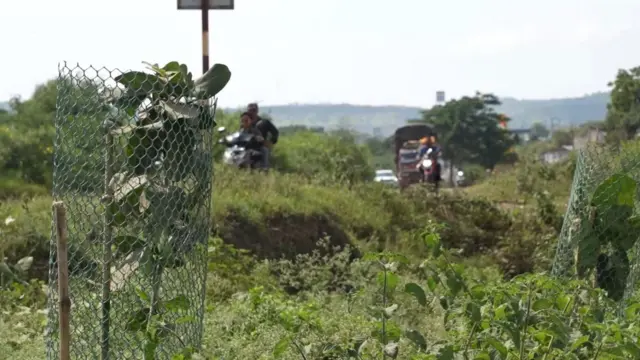 खेड-सिन्नर महामार्गावर लावण्यात आलेली झाडे.