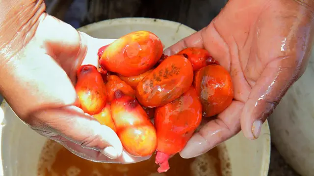 Nelayan memanen Pyura chilensis, Arica, Chile.