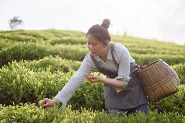 চা পাতা ছিঁড়ছেন এক চীনা নারী। 