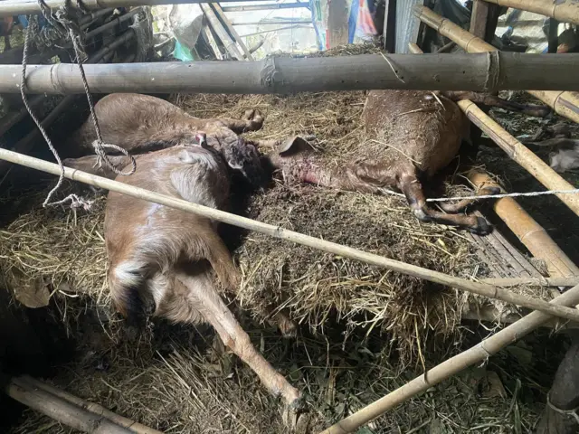 मनहरिमा मारिएका बाख्रा