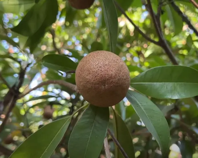 ચીકુનું ઘટ્યું ઉત્પાદન