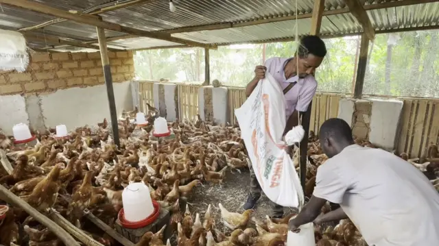 Umushinga w'impunzi w'ubworozi bw'inkoko mu nkambi ya Mahama