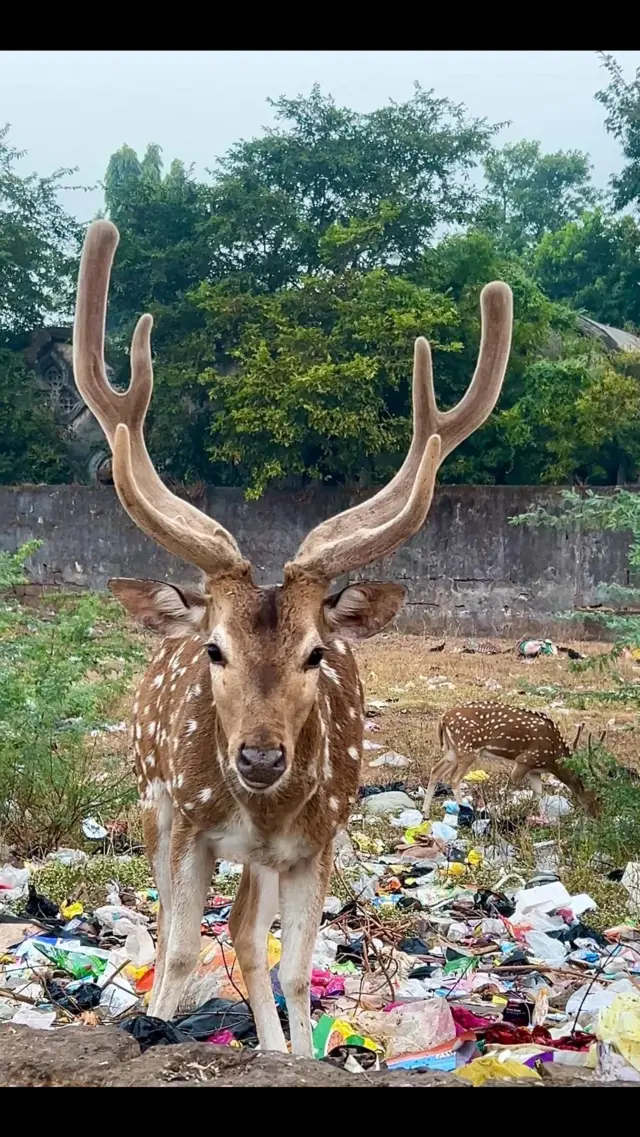 ચિત્તલનું એક ટોળું જૂનાગઢની ભાગોળે દાતાર જવાને રસ્તે એક ઉકરડામાં પ્લાસ્ટિકનો ઢગલો ફંફોસતું હોય તેવો વીડિયો સોશિયલ મીડિયામાં વાઇરલ થયો છે. સિંહ ગિરનાર ગીર જંગલ હરણ ચિત્તલ પ્લાસ્ટિક પ્રદૂષણ ગુજરાત બીબીસી ગુજરાતી ગુજરાત સૌરાષ્ટ્ર