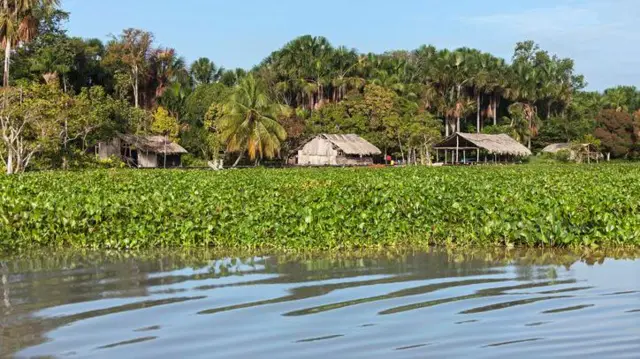 কচুরিপানা