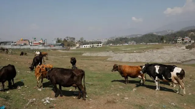 मूलपानीस्थित निर्माणाधीन क्रिकेट रङ्गशालाको मैदान