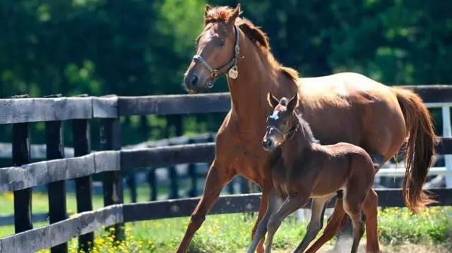 આઇસક્રીમ, ફૂડ, જીવનશૈલી, સ્વાસ્થ્ય, ઘોડી