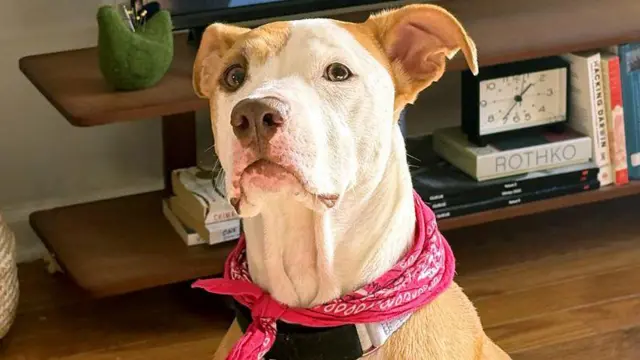 A cadela Margot, mestiça de pitbull, com um móvel com livros ao fundo